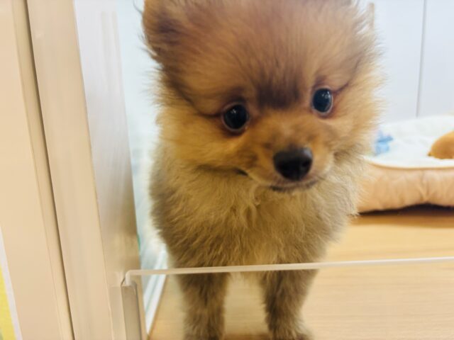 ポメラニアン