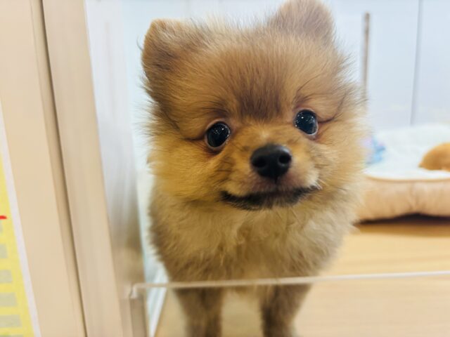 ポメラニアン