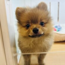 ちっちゃな可愛いクマさん？ポメラニアンくん！