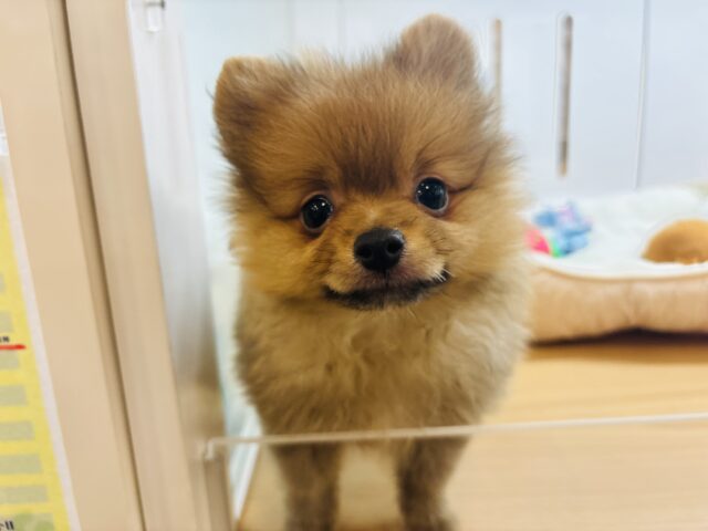 ちっちゃな可愛いクマさん？ポメラニアンくん！