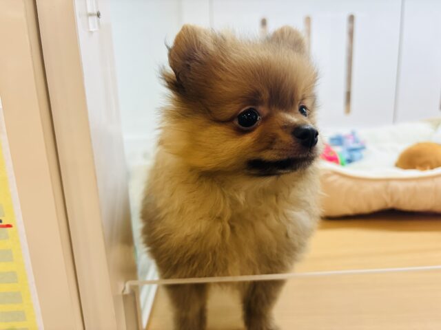 ポメラニアン