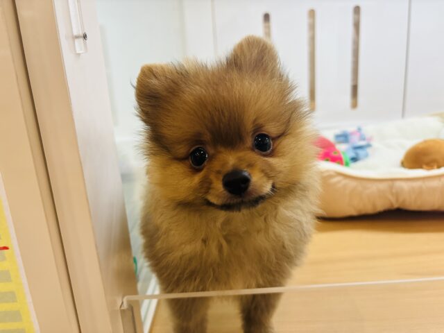 ポメラニアン