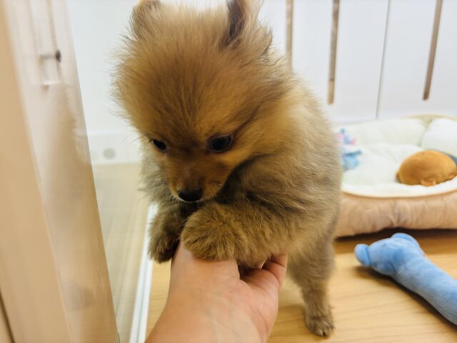 ポメラニアン