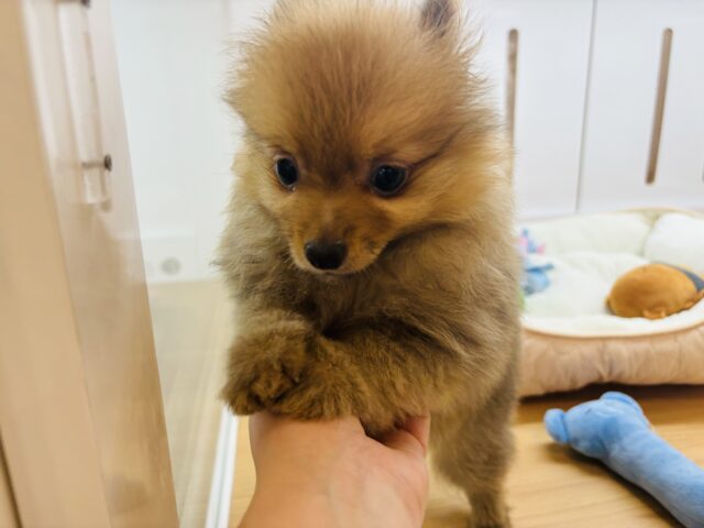 ポメラニアン