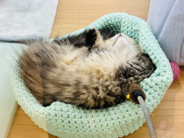 ミヌエット