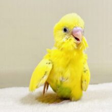 常に走り回っている元気な子💛セキセイインコ（ハルクイン）ヒナ