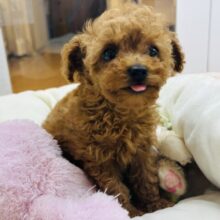 あたちの可愛い舌見てって〜♡トイプードルちゃん！