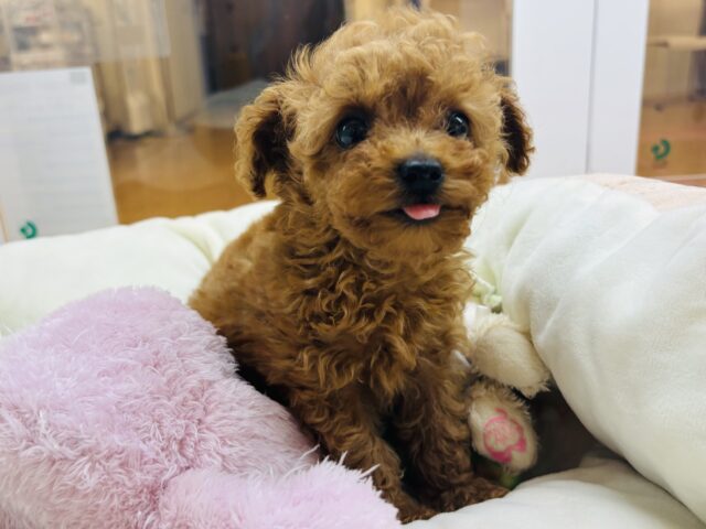 あたちの可愛い舌見てって〜♡トイプードルちゃん！