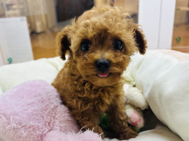 トイプードル