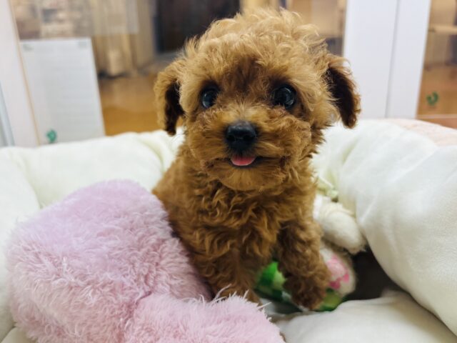 トイプードル