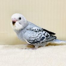 オシャレグレー🩶なセキセイインコちゃん（オパーリン）ヒナ