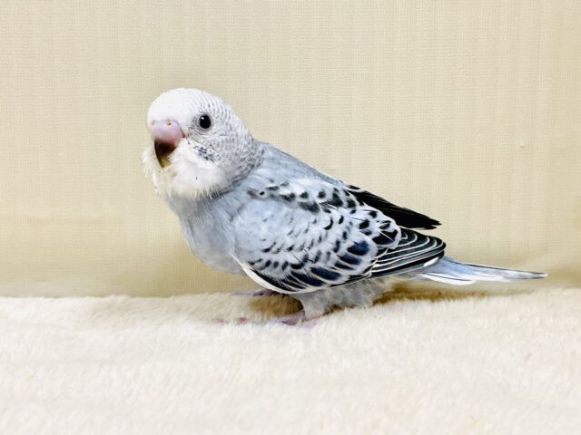 オシャレグレー🩶なセキセイインコちゃん（オパーリン）ヒナ