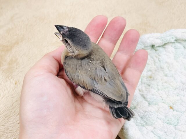 桜文鳥