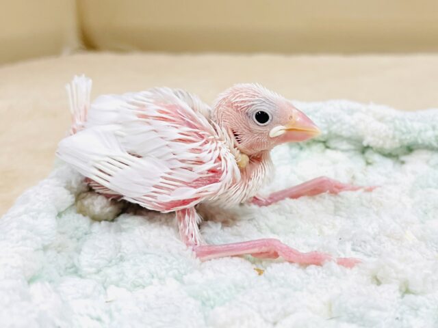 白文鳥