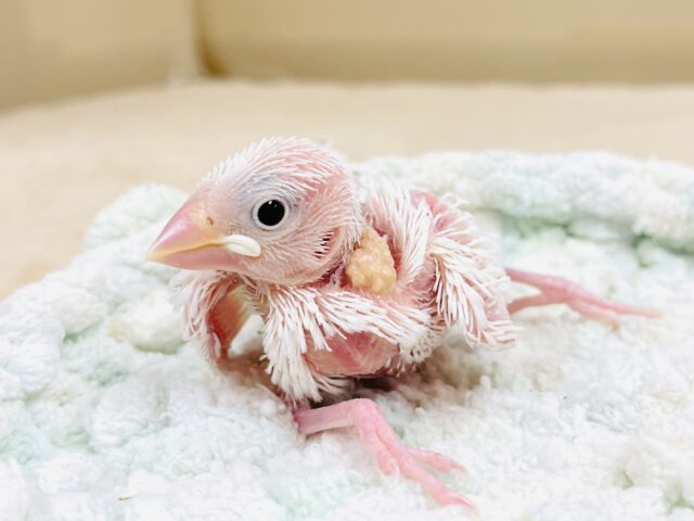 白文鳥