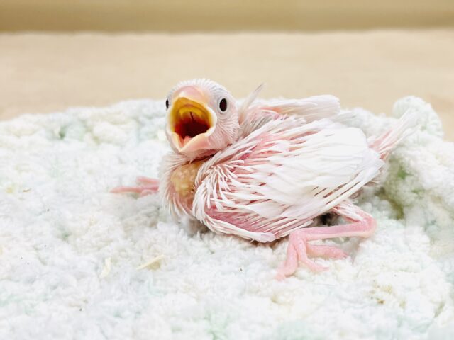白文鳥