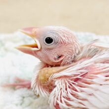 これから真っ白になるよ‎🤍白文鳥（ヒナ）