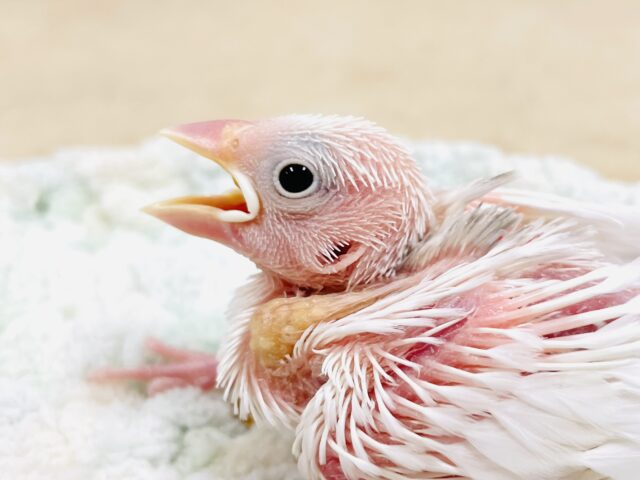 これから真っ白になるよ‎🤍白文鳥（ヒナ）