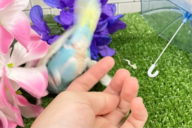 セキセイインコ