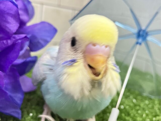 セキセイインコ