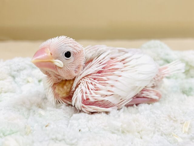 白文鳥