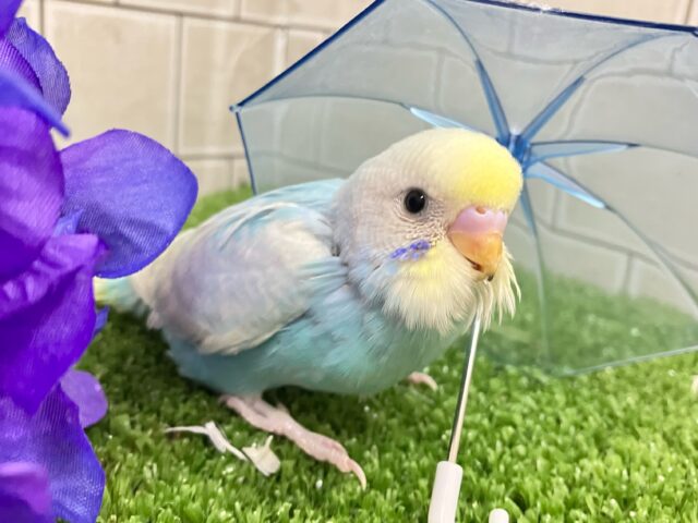 セキセイインコ