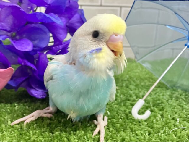 セキセイインコ