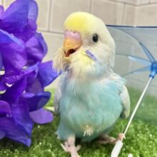 ピロLaLaLa💫✧*｡虹色ドレスで駆け回〜る♬*°セキセイインコ(パステルレインボースパングル/2025年5月生まれ)