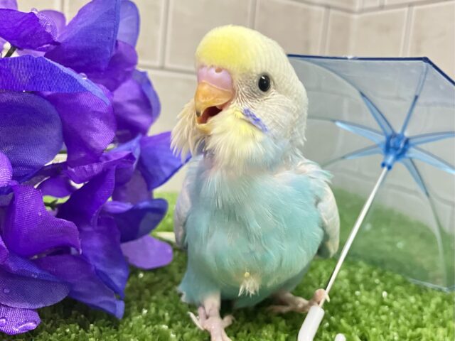 ピロLaLaLa💫✧*｡虹色ドレスで駆け回〜る♬*°セキセイインコ(パステルレインボースパングル/2025年5月生まれ)
