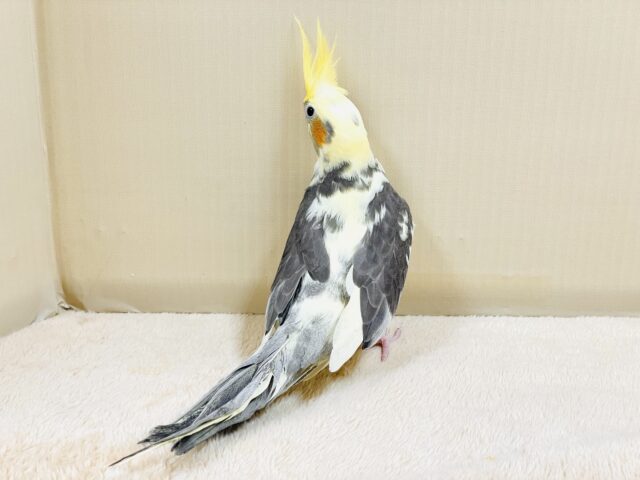 オカメインコ
