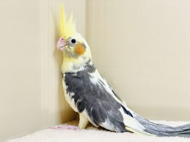 オカメインコ