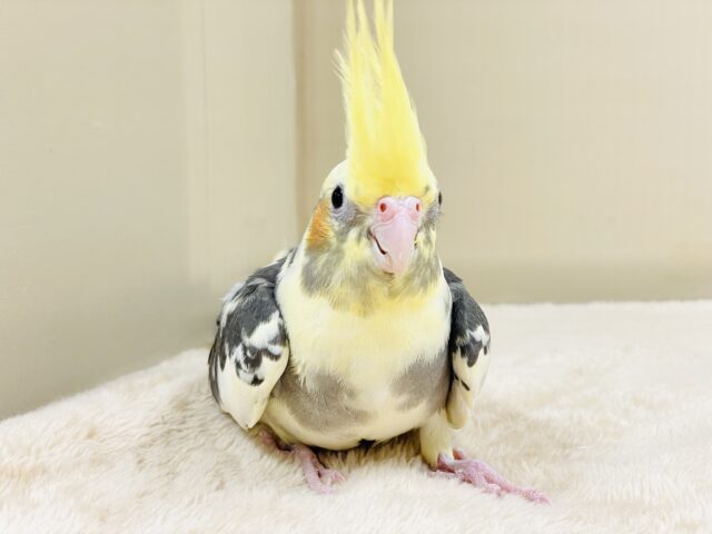オカメインコ