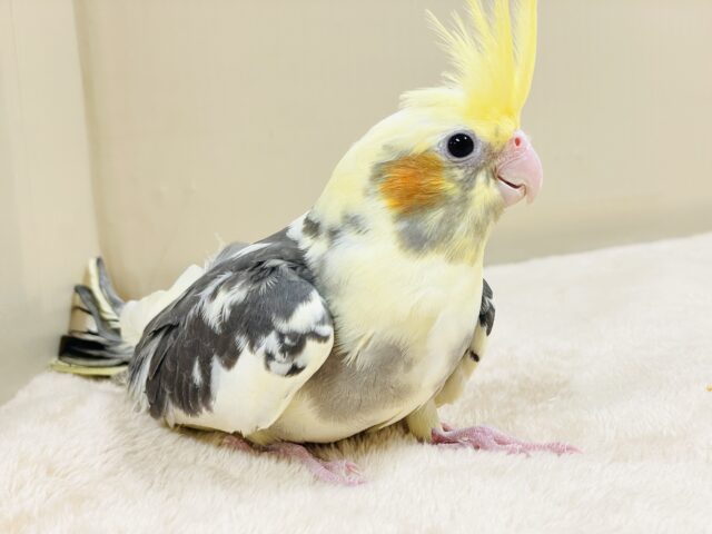 オカメインコ