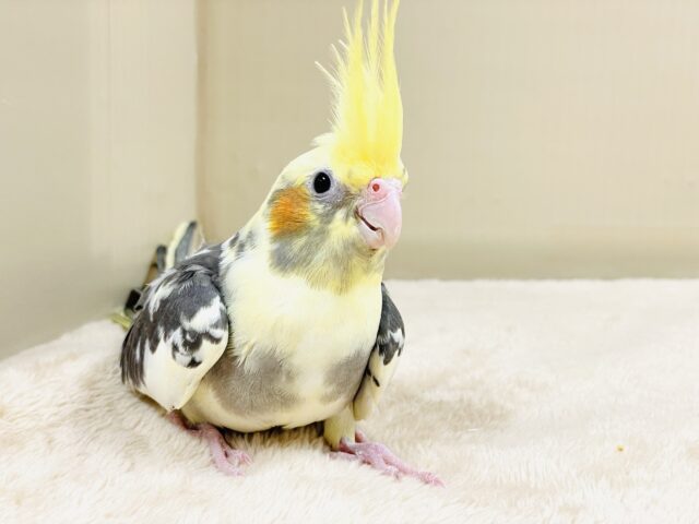 オカメインコ