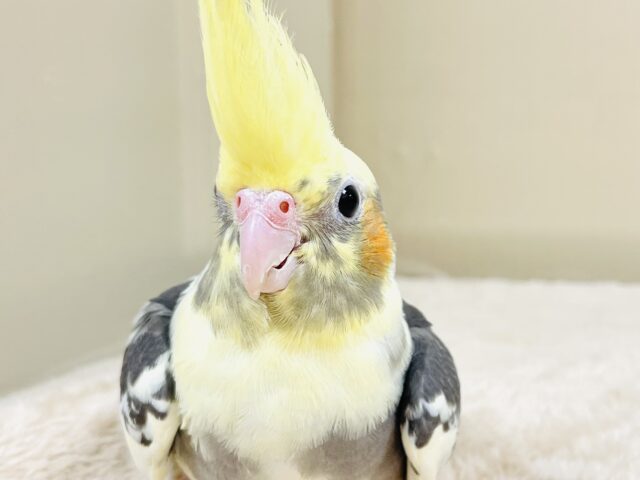 オカメインコ