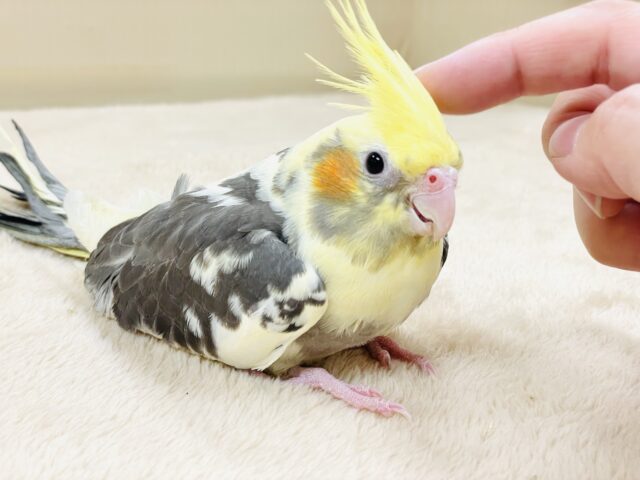 オカメインコ