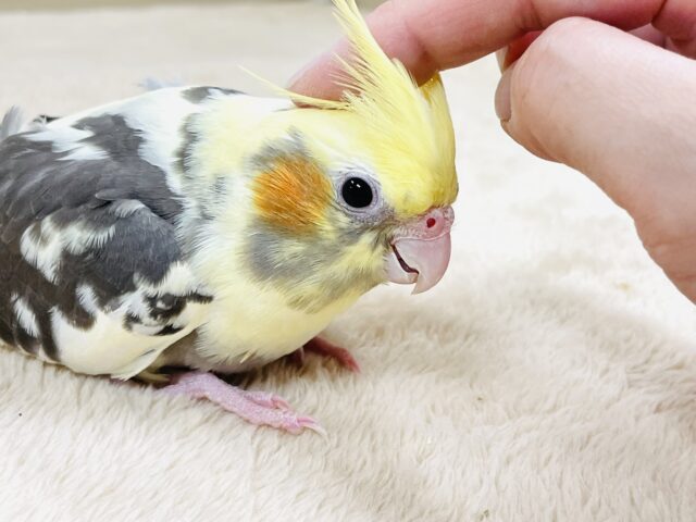 オカメインコ