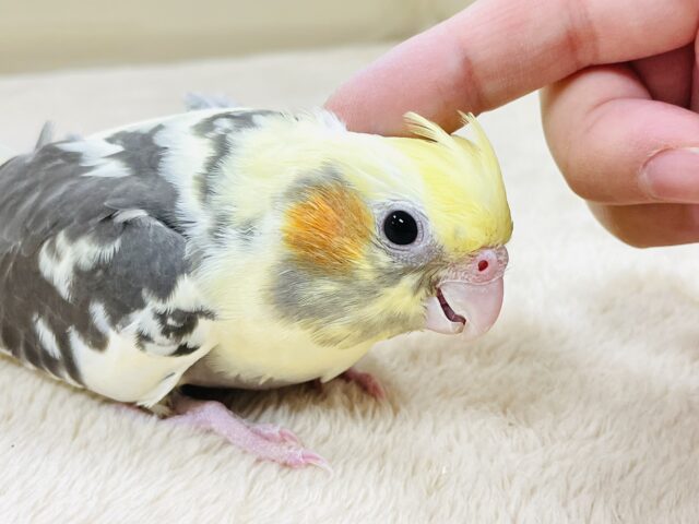 オカメインコ