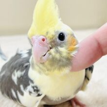 マーブルみたいな模様が可愛い💛オカメインコちゃん（パイド）