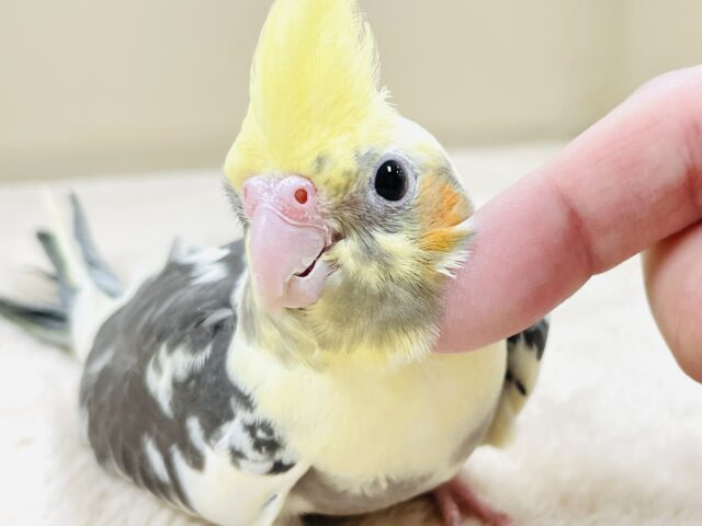 マーブルみたいな模様が可愛い💛オカメインコちゃん（パイド）