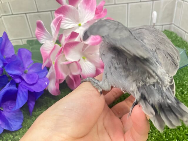 コザクラインコ（小桜インコ）