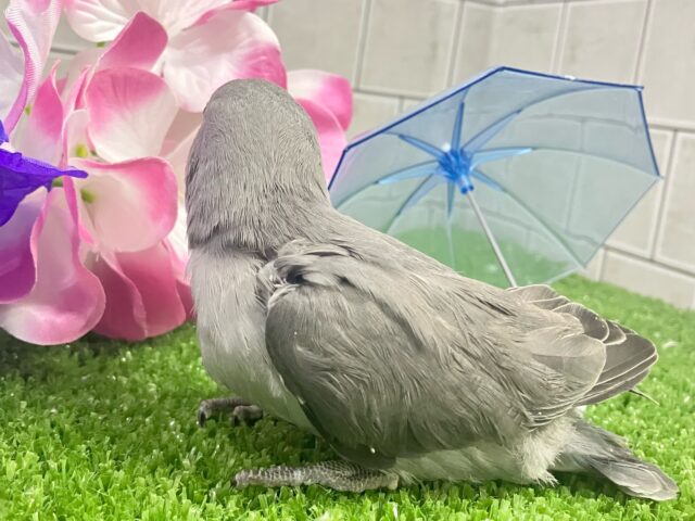 コザクラインコ（小桜インコ）