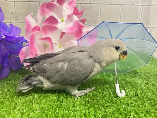 コザクラインコ（小桜インコ）