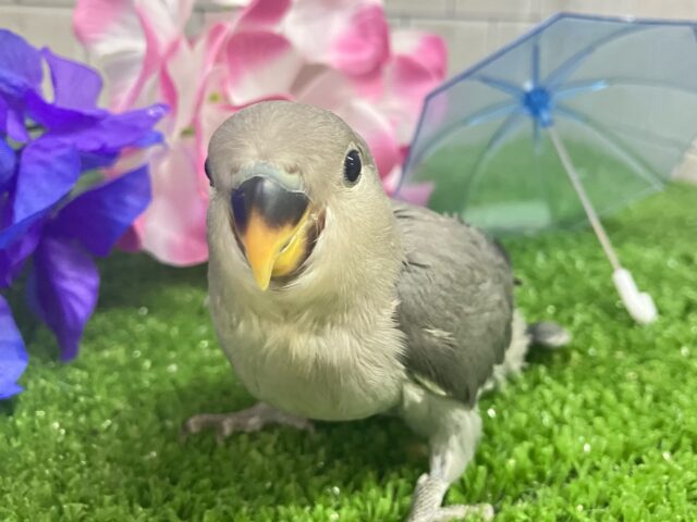 コザクラインコ（小桜インコ）