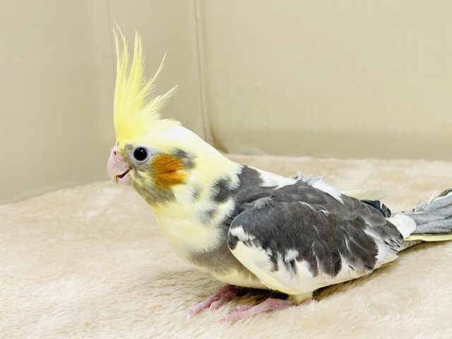 オカメインコ