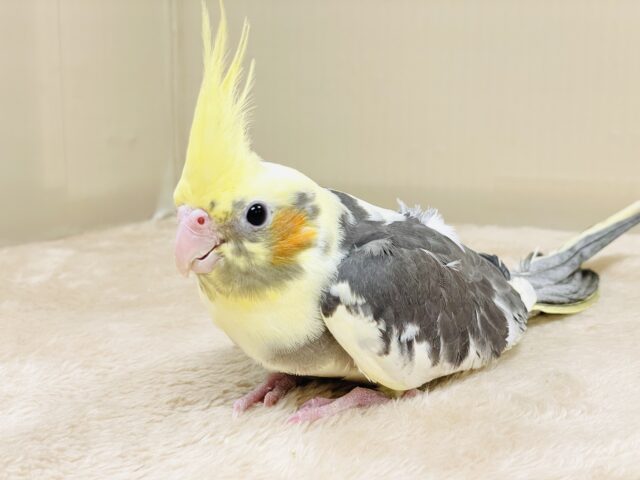 オカメインコ