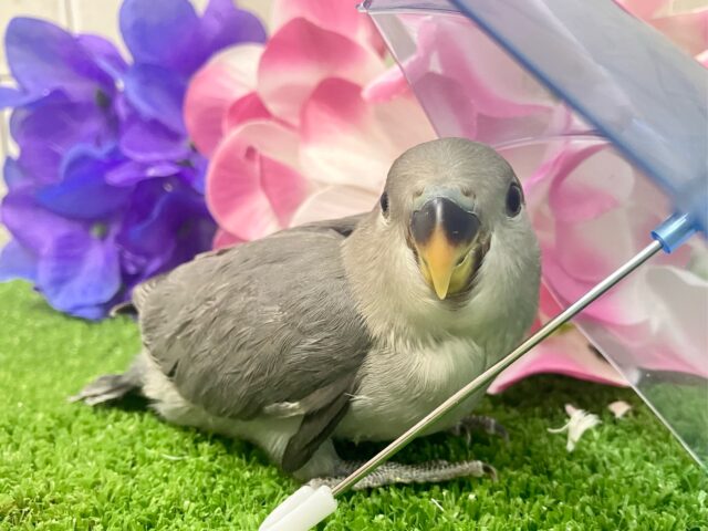永遠の𝐬𝐦𝐨𝐤𝐲✨クールビューティ担当🩶✧*｡コザクラインコ(モーブ/2025年5月生まれ)