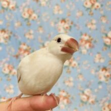 一人餌‪ꔛ‬❤︎ 人なれバッチリ♬*シルバーイノ文鳥さん🕊️✨