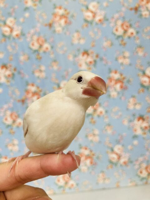 一人餌‪ꔛ‬❤︎ 人なれバッチリ♬*シルバーイノ文鳥さん🕊️✨