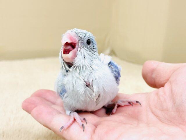 マメルリハ